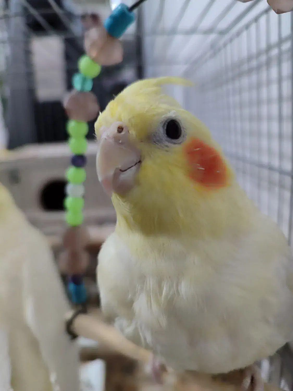 یک جفت عروس هلندی لوتینو|پرنده|سلطانیه, |دیوار