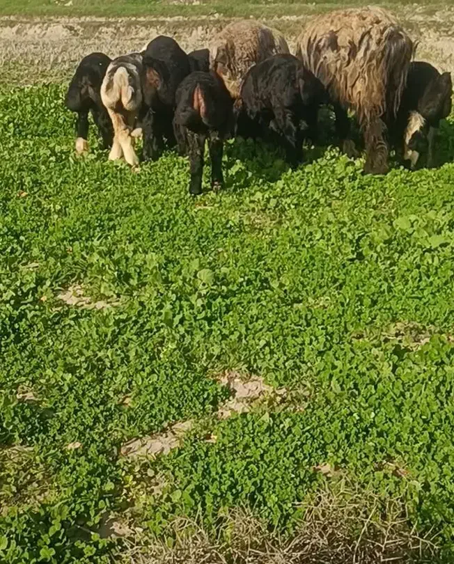 10میش 10بره|حیوانات مزرعه|دهدشت, |دیوار