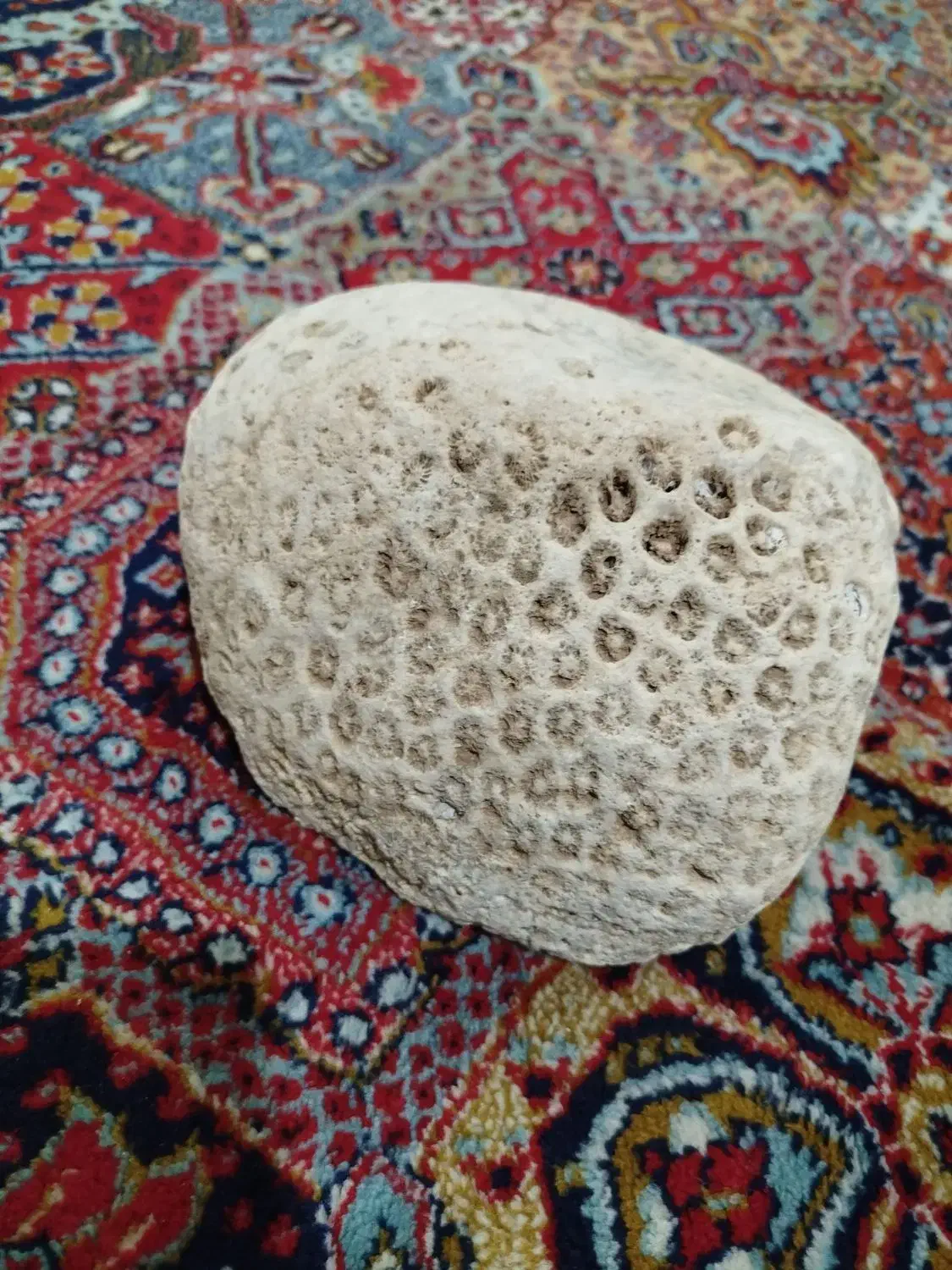 فسیل|کلکسیون اشیاء عتیقه|کرمانشاه, |دیوار