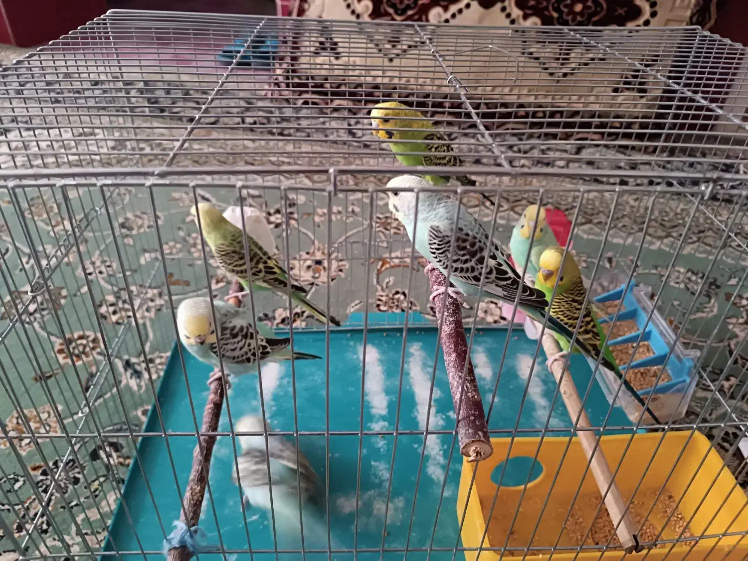 مرغ عشق هلندی|پرنده|ابریشم, |دیوار