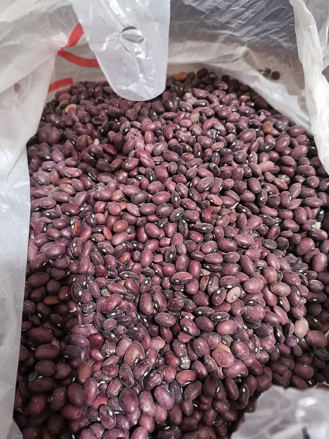 فروش لوبیا قرمز عمده و خرده|خوردنی و آشامیدنی|شیراز, بهارستان|دیوار