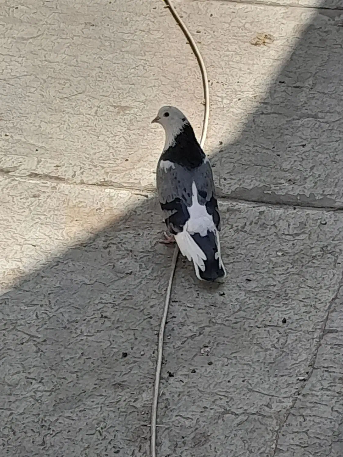 کفتر گمشده زاغ سبز|حیوانات|قم, علی آباد سعدگان|دیوار