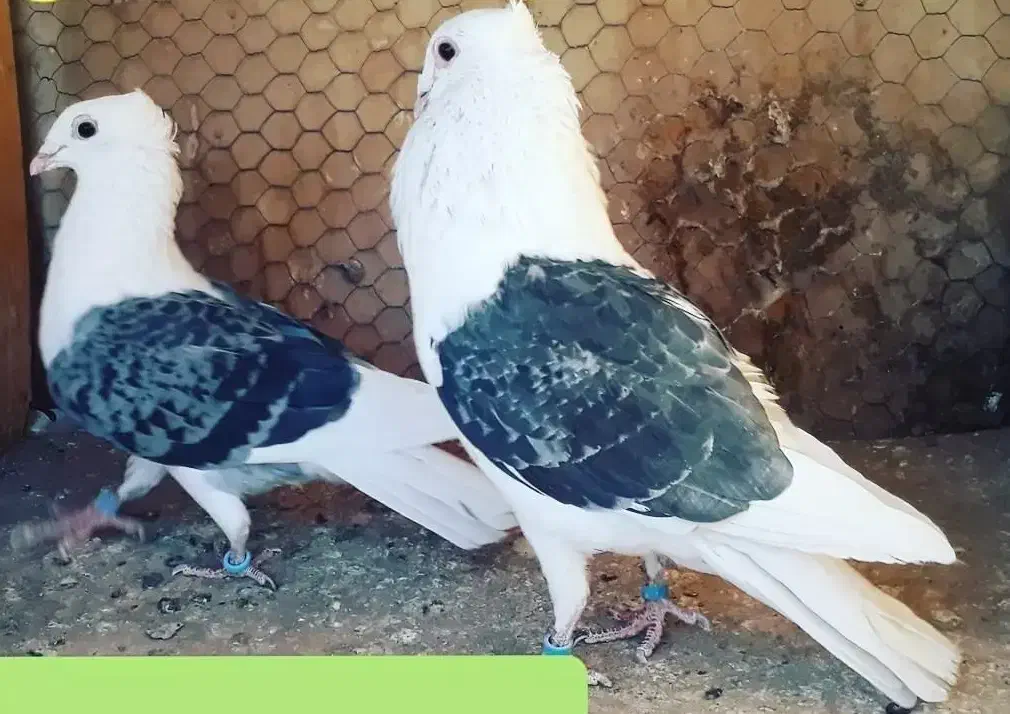 کبوتر دوکت|پرنده|فیروزآباد (فارس), |دیوار