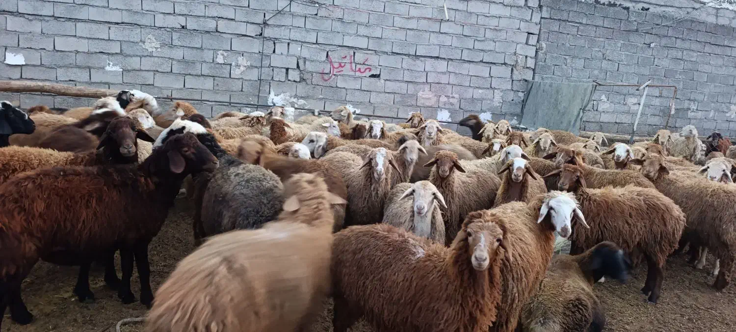 دامداری افشین یادگار|حیوانات مزرعه|اردبیل, |دیوار