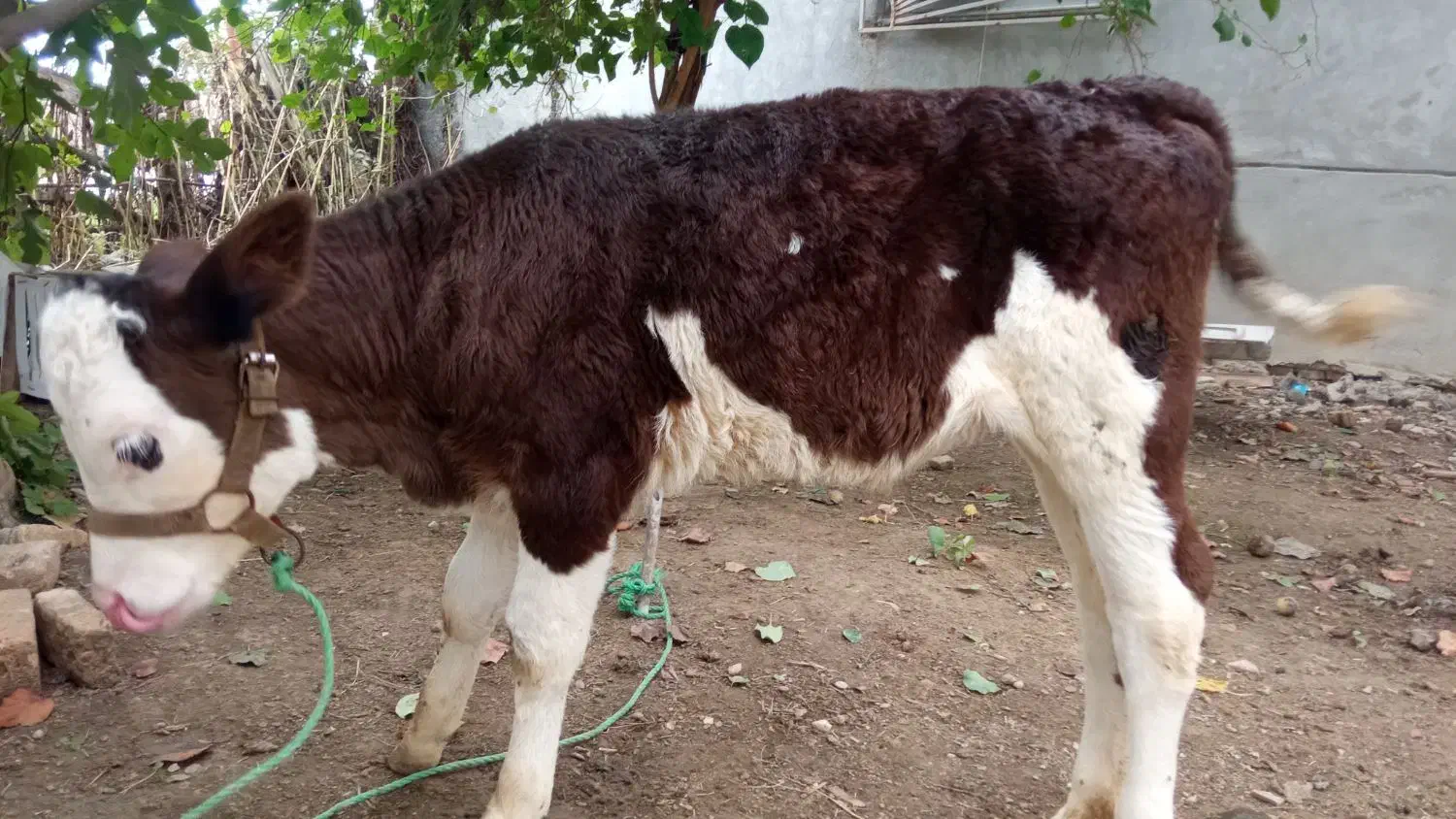 گوساله ماده مونت|حیوانات مزرعه|سیمین شهر, |دیوار