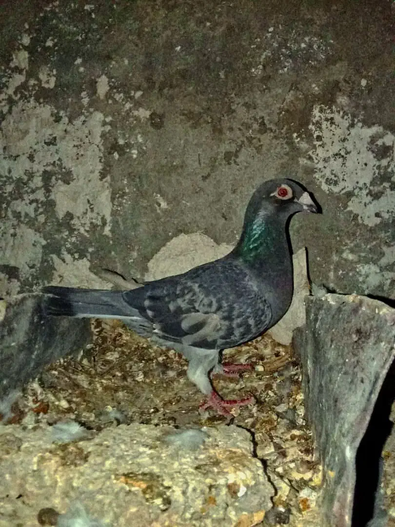 کفتر پلاکی|پرنده|کازرون, |دیوار