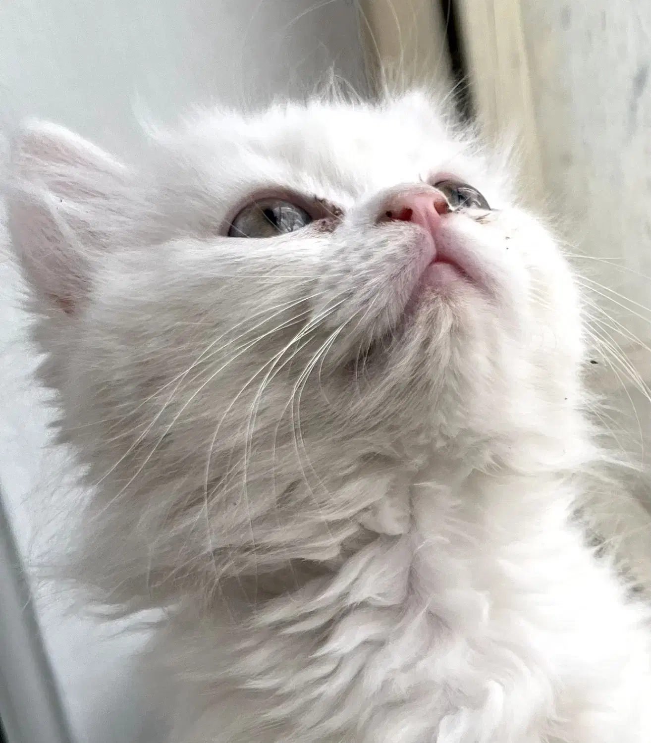 بریتیش|گربه|کرمانشاه, |دیوار