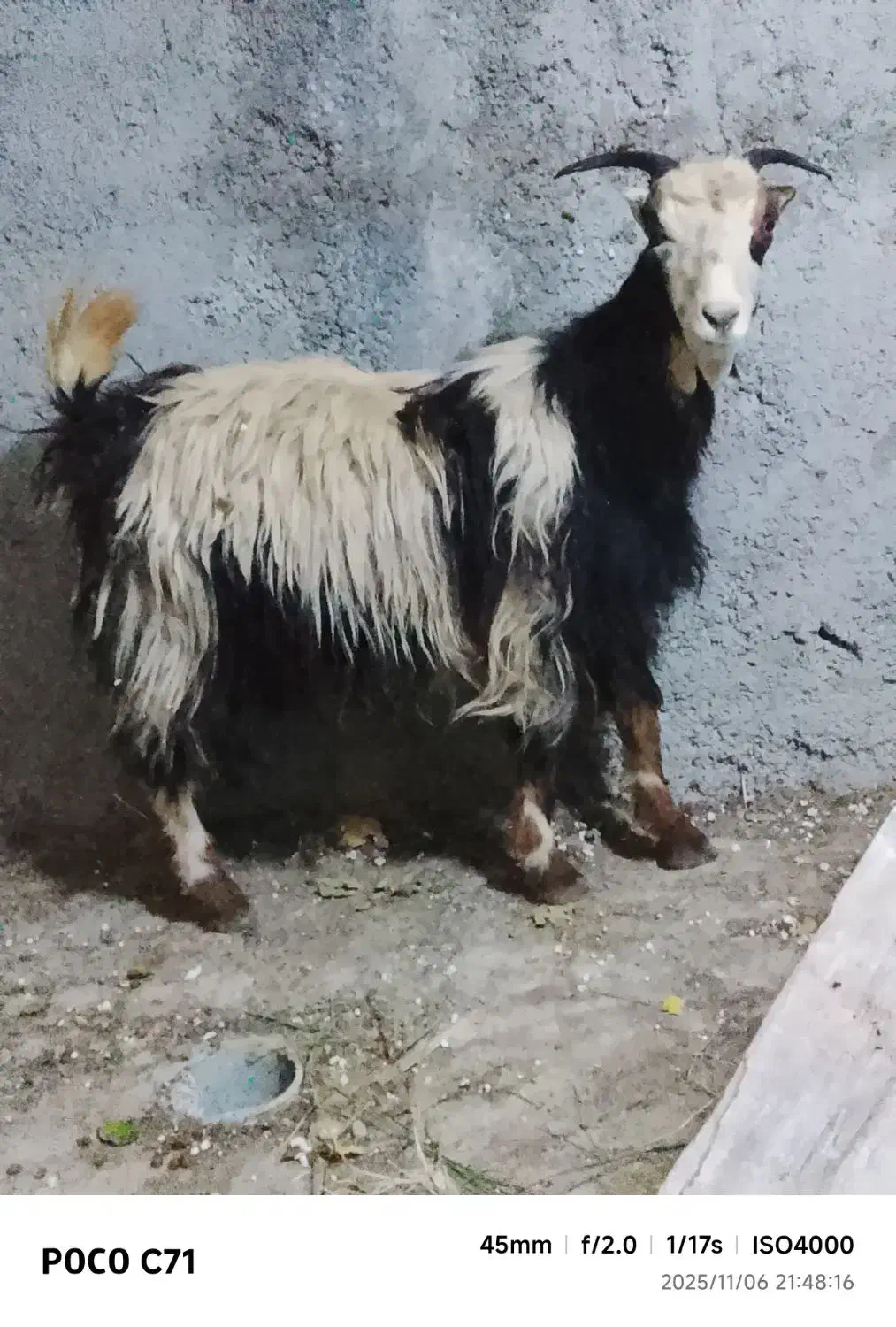 بز . بزغاله آبستن دو قلو جنس دار استثنایی|حیوانات مزرعه|تهران, افسریه شمالی|دیوار