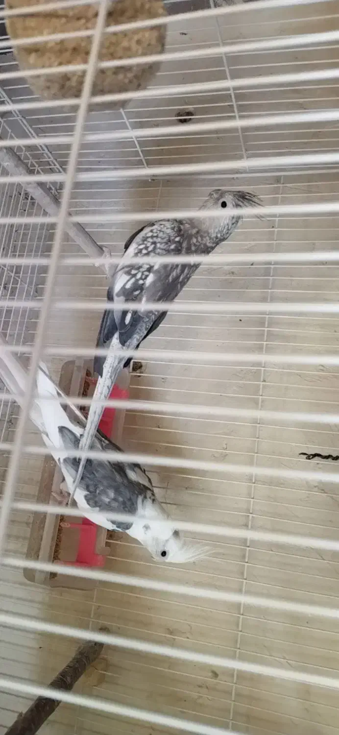 جفت عروس با جوجه|پرنده|تربت جام, کشتارگاه|دیوار