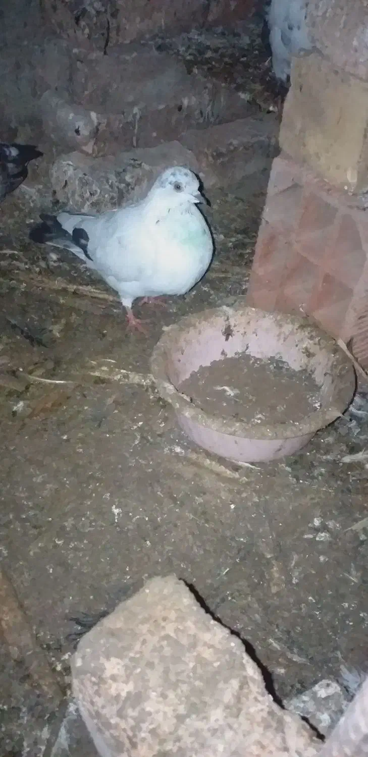 کبوتر دارم دوستان عزیز|پرنده|آق قلا, |دیوار