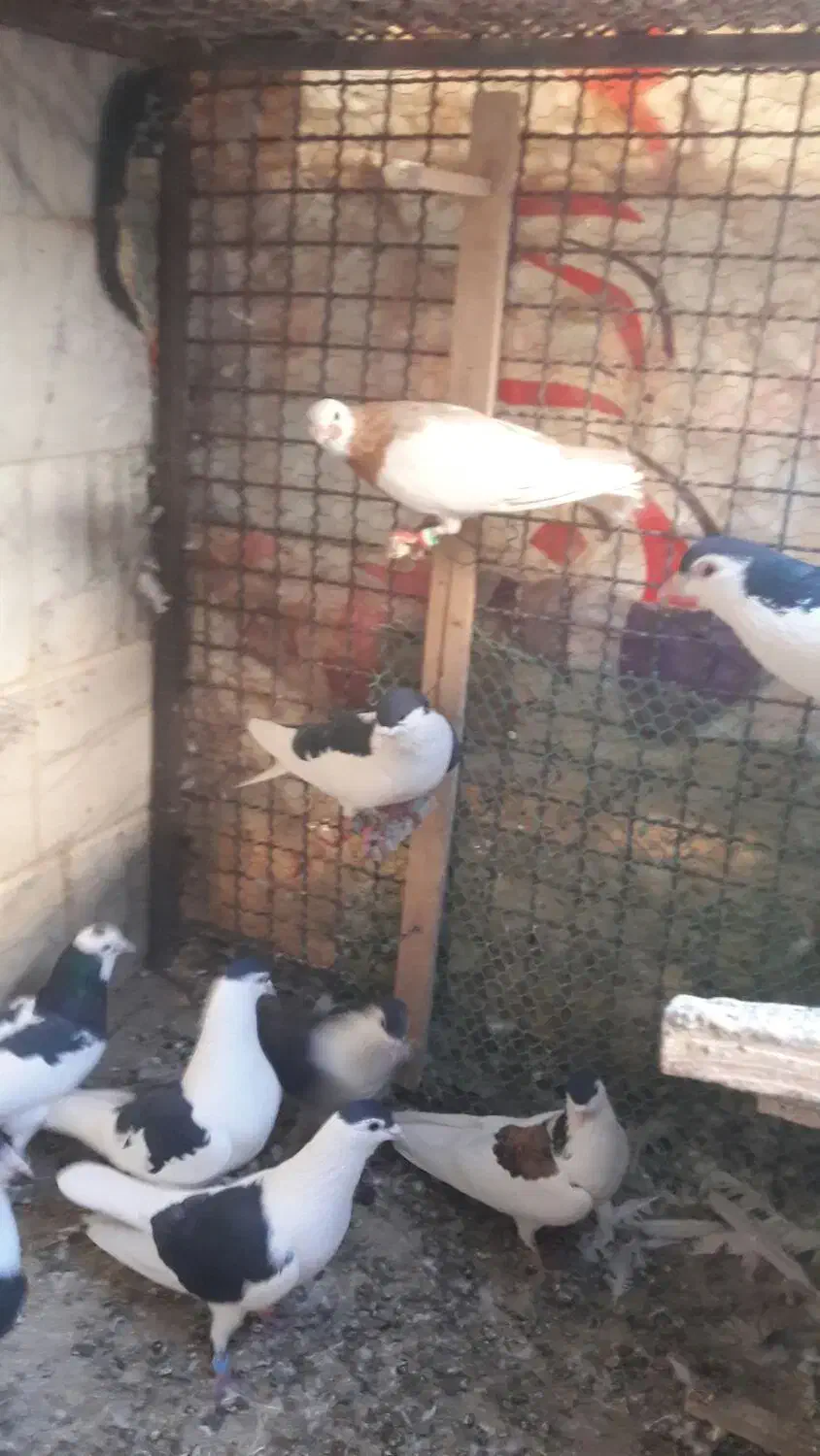 سلام تعدادساده سیاه پرش زدو خوردی|پرنده|شهرآباد, |دیوار