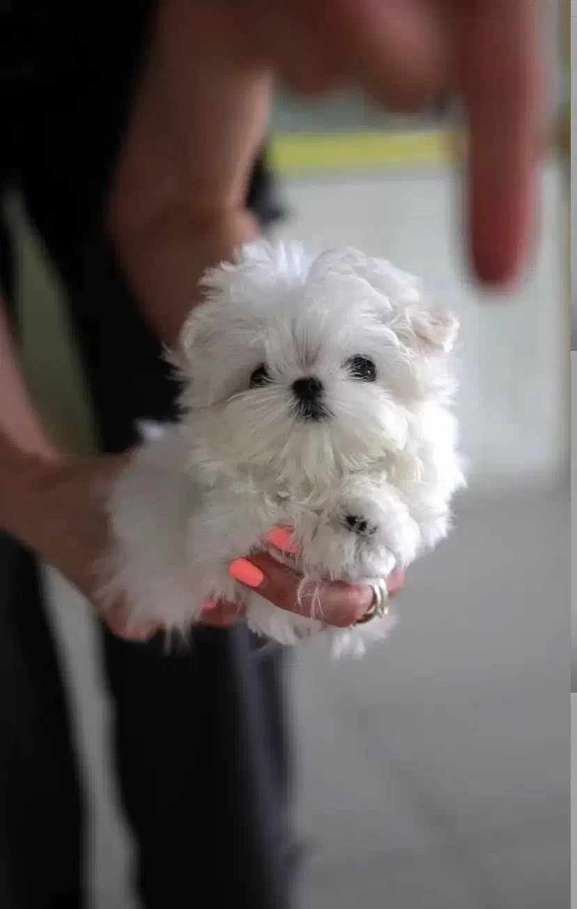 توله پاپپلون|سگ|کرمانشاه, |دیوار