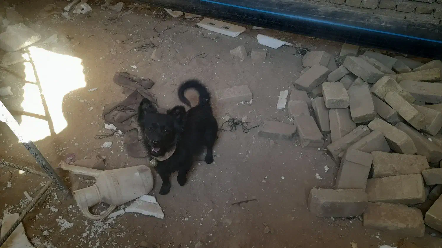 سگ پاکوتاه|سگ|سبزوار, قصبه غربی|دیوار