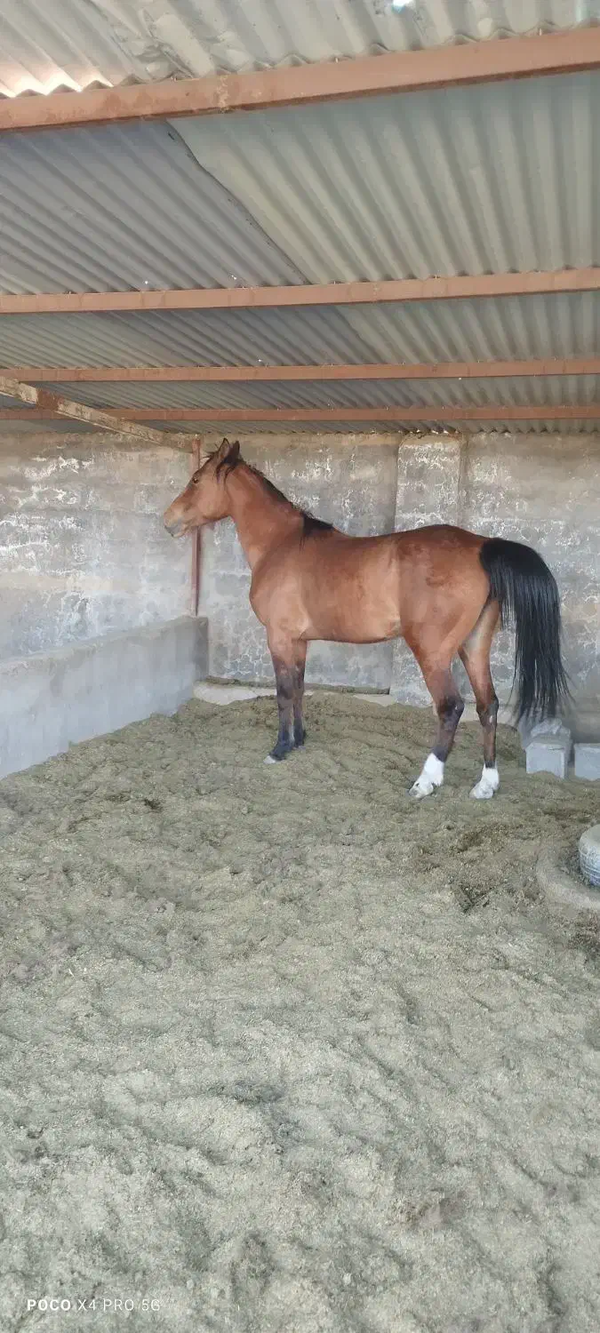 مادیان|اسب و تجهیزات اسب‌سواری|بردسیر, |دیوار