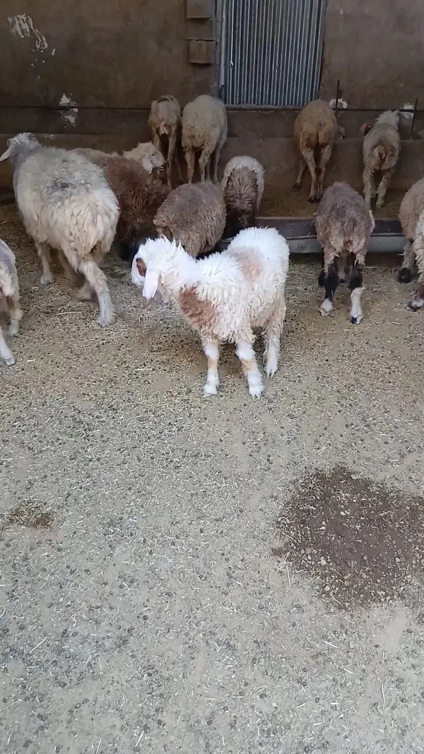 بره نر|حیوانات مزرعه|امیدیه, |دیوار