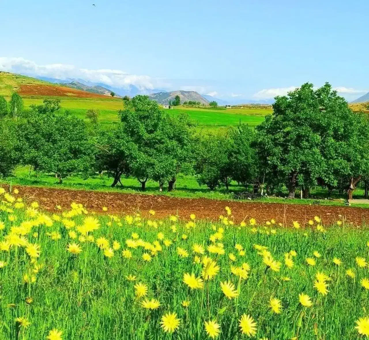 فروش زمین ۳۰۰متر واقع در قله دودمان پشت فرودگاه|فروش زمین و ملک کلنگی|شیراز, دودمان|دیوار