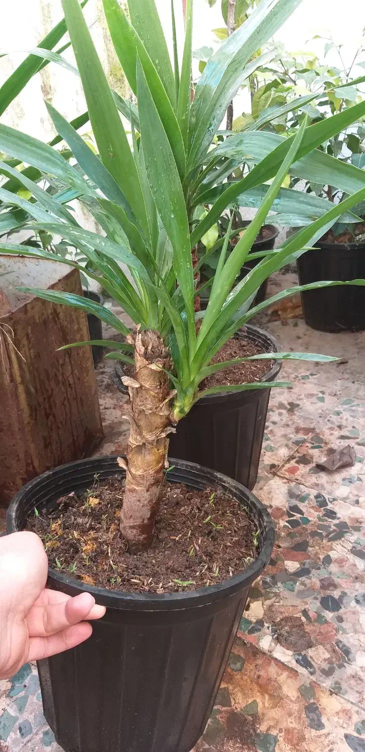 تعدادی گل|گل و گیاه طبیعی|رشت, کوی فکوری|دیوار