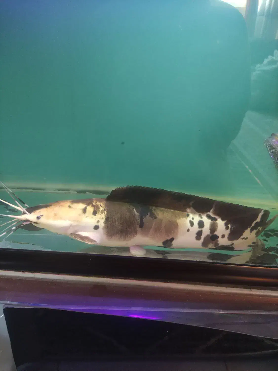 کت افریقایی|ماهی|بندرعباس, |دیوار