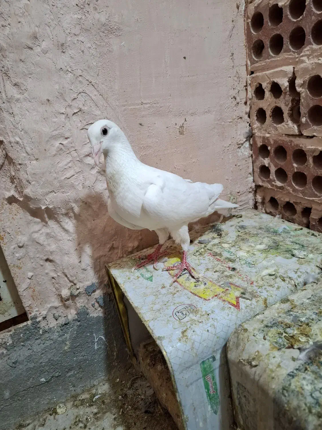 سفید پاک ماده|پرنده|سبزوار, هفت تیر|دیوار