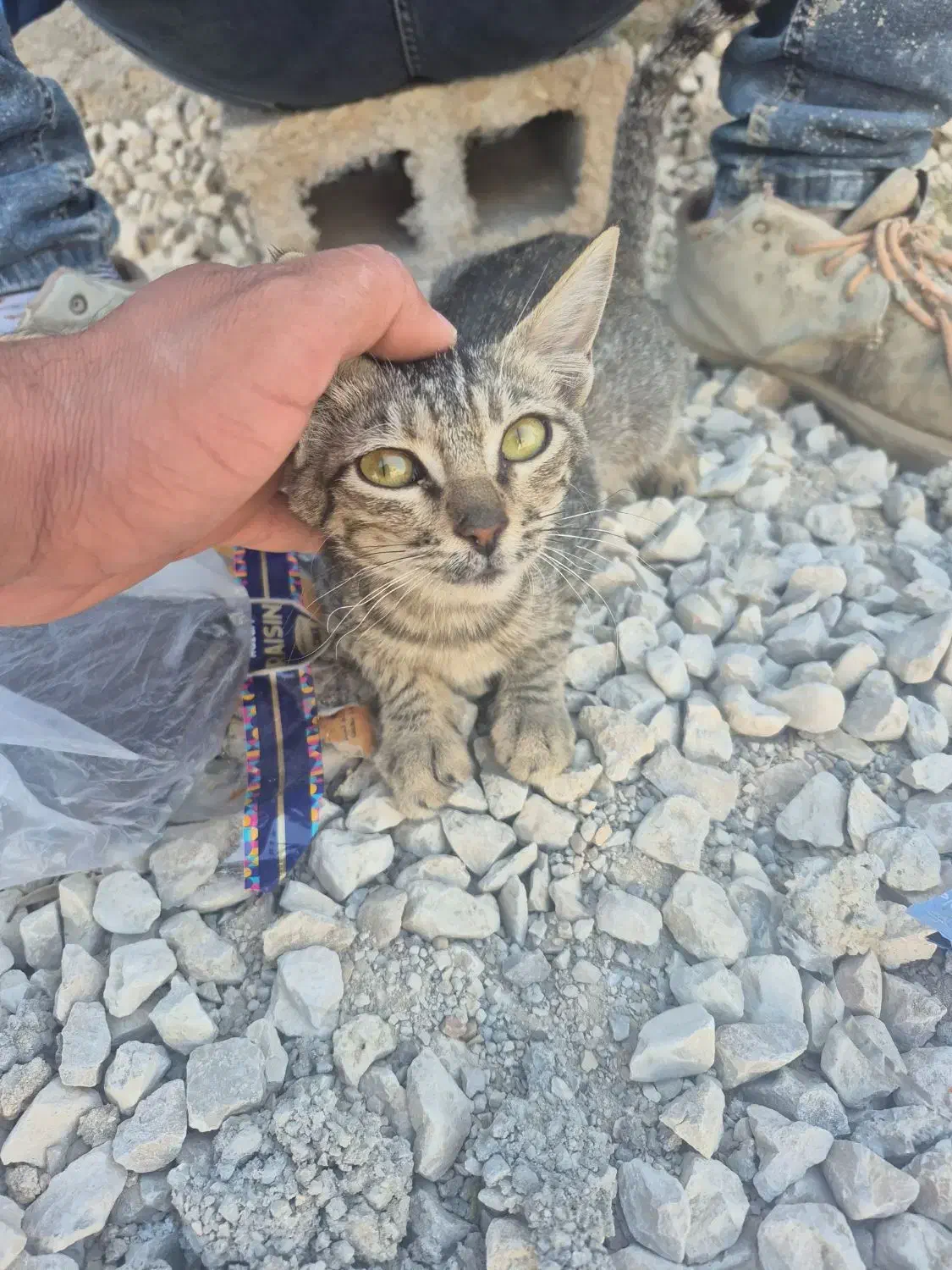 گربه|گربه|برازجان, |دیوار