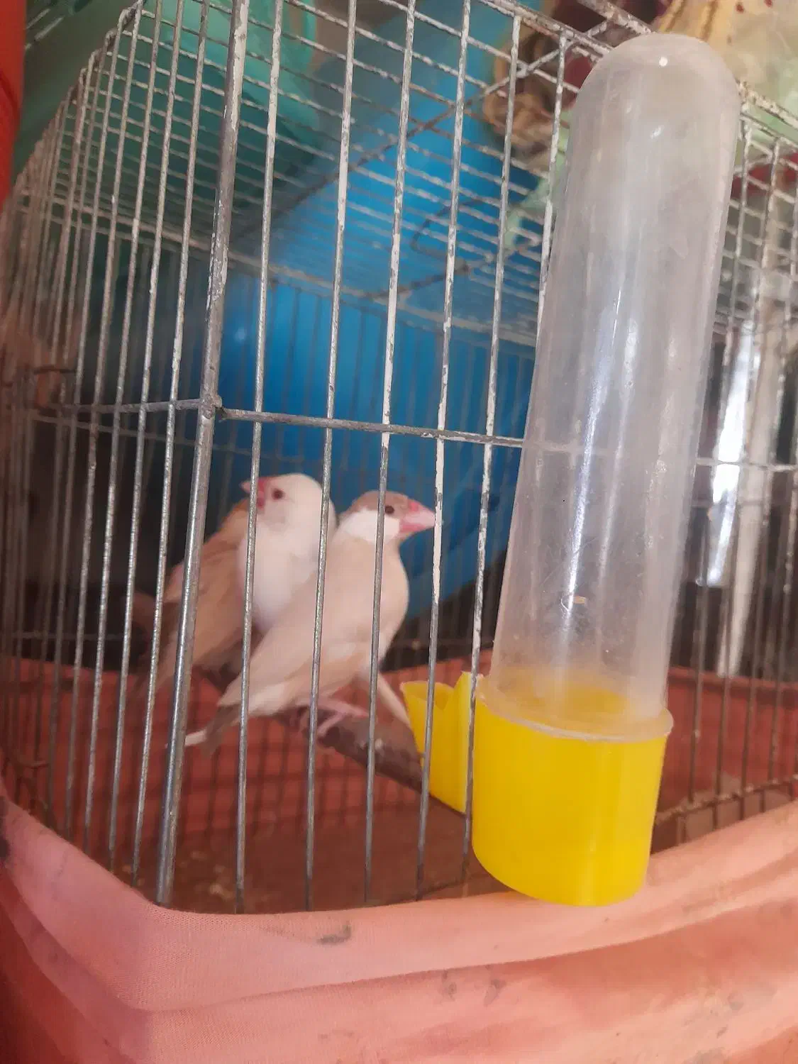 فنچ|پرنده|شیراز, گویم|دیوار