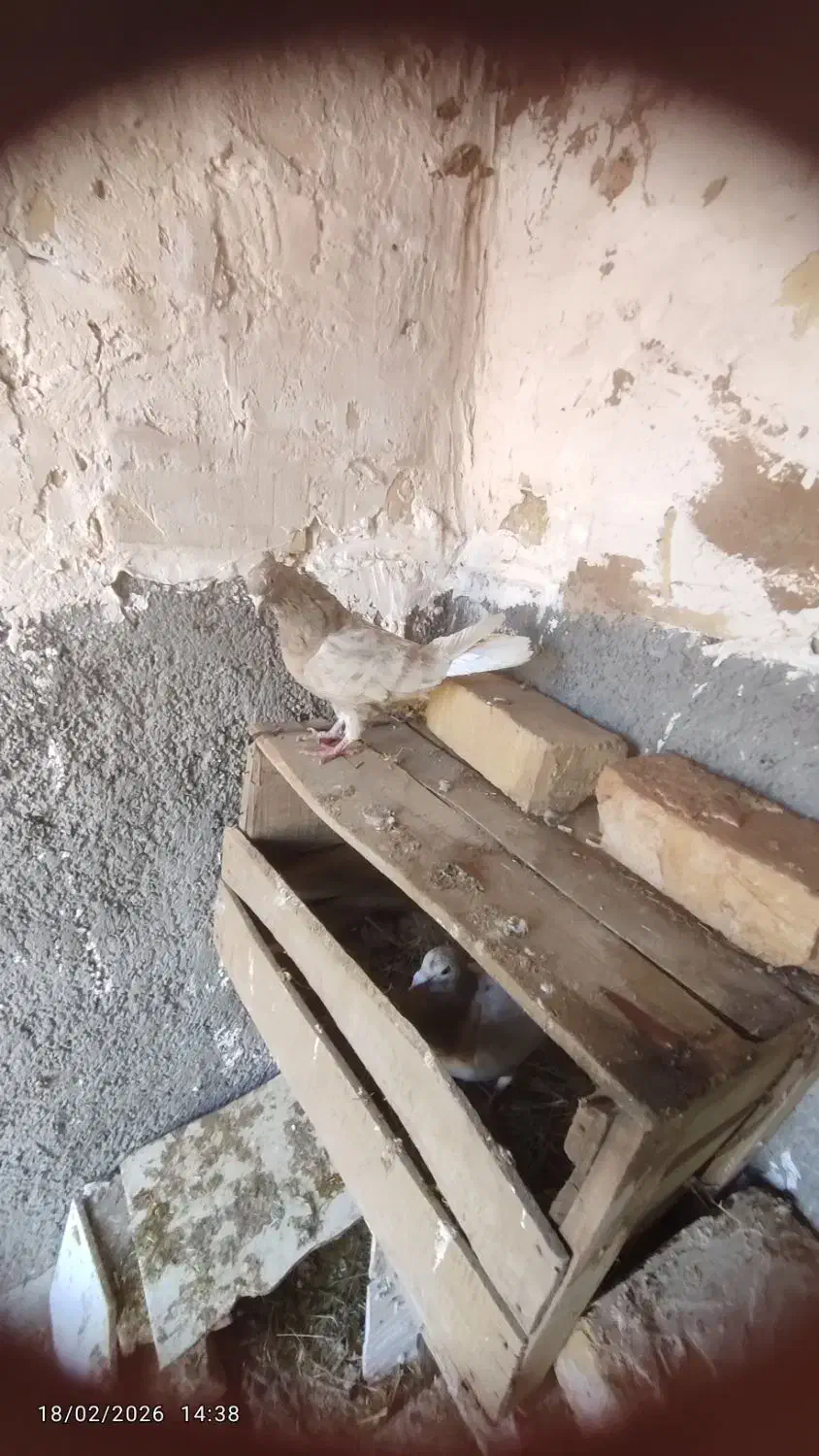 کبوتر|پرنده|اسفراین, |دیوار