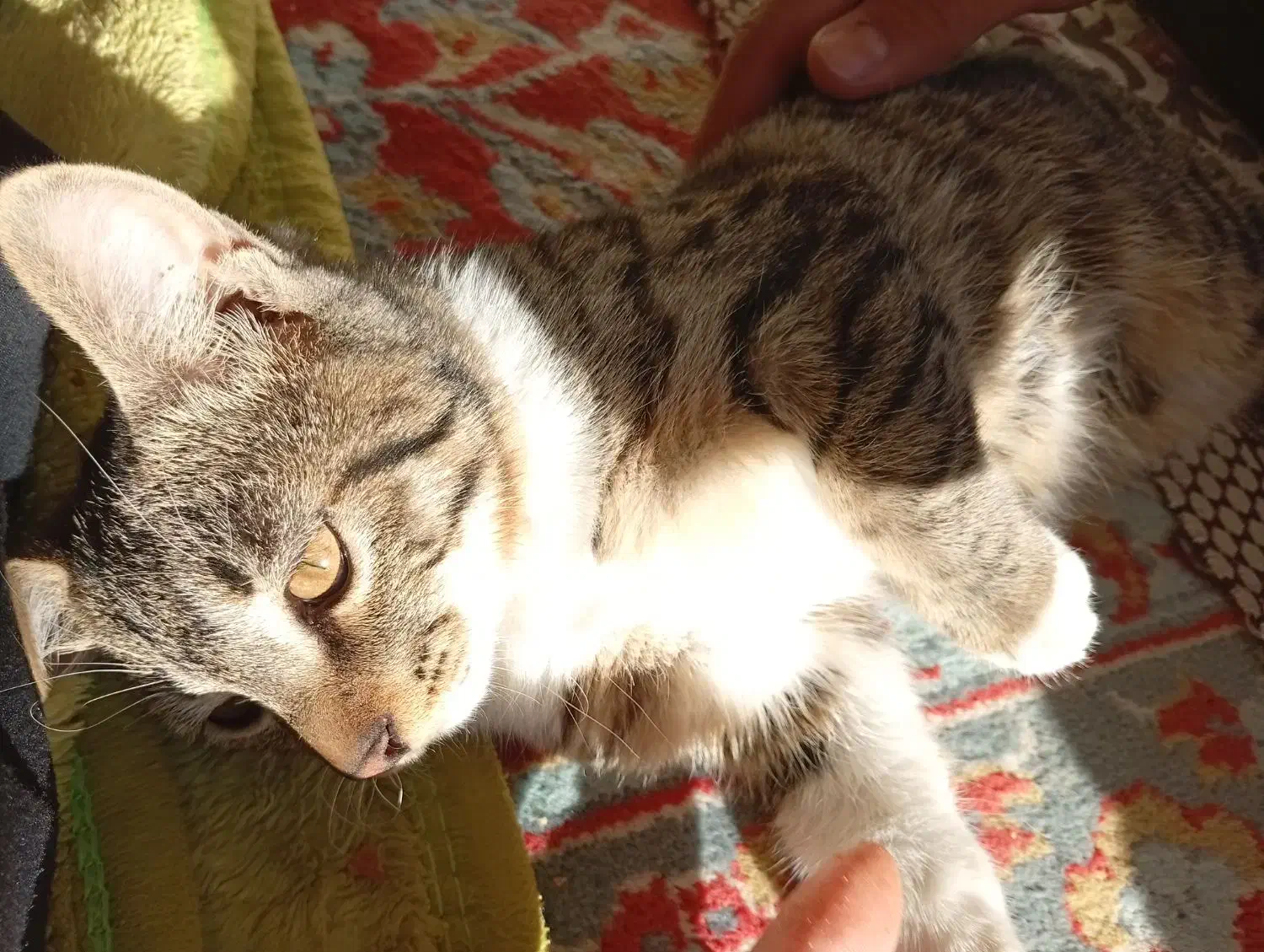 گربه گمشده|حیوانات|تربت‌حیدریه, پائین ولایت|دیوار