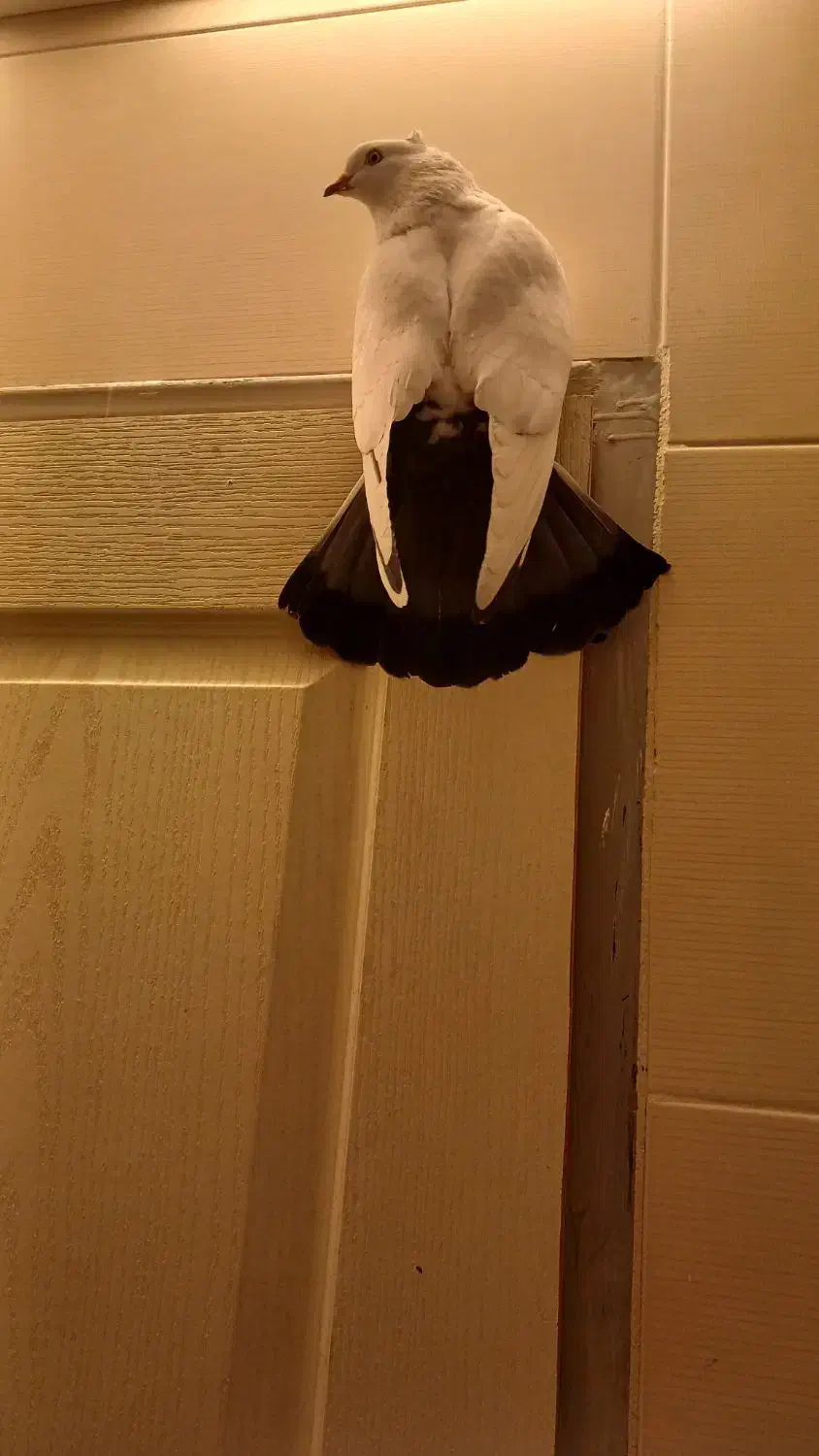 تهرانی|حیوانات|شیراز, زند|دیوار