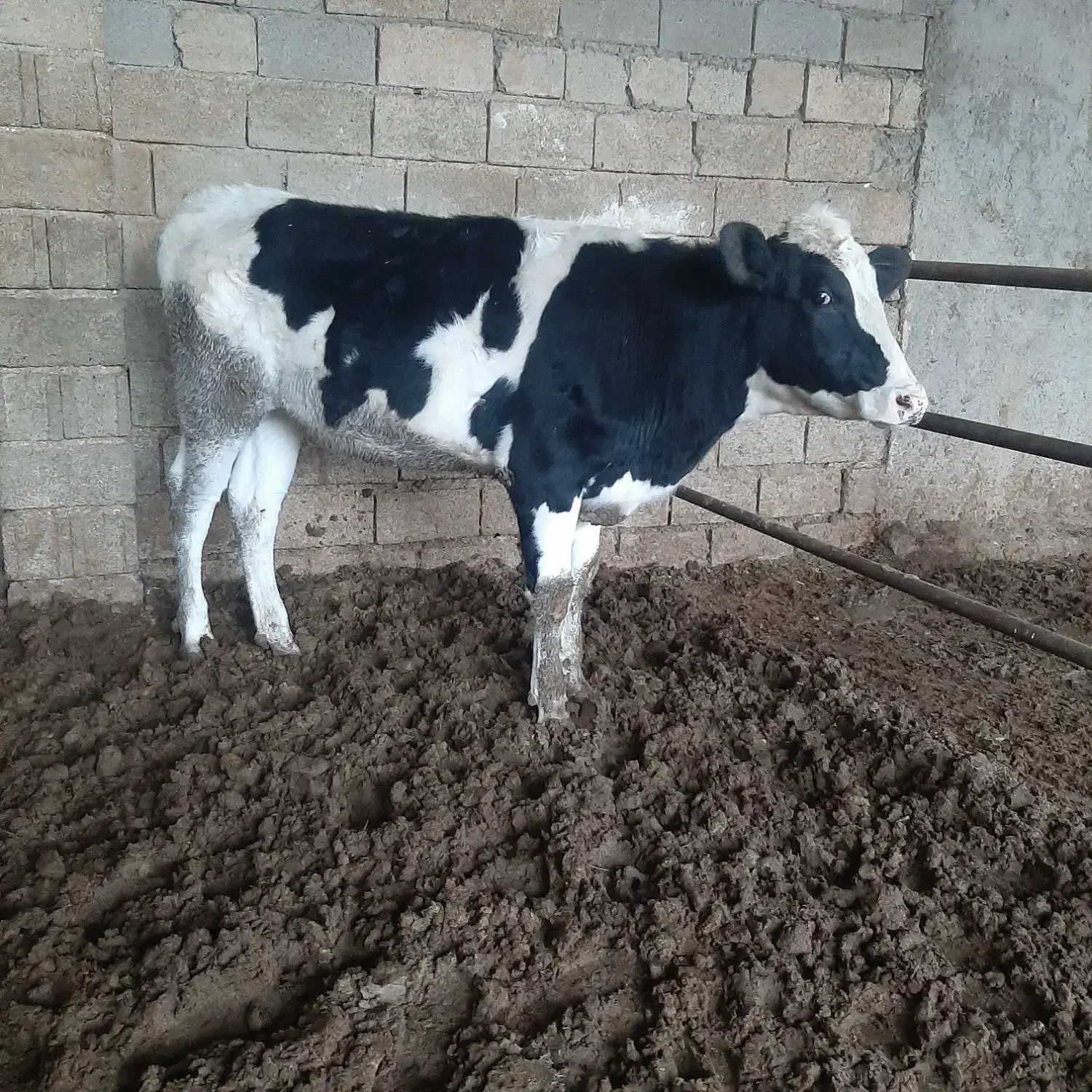 گاو گوساله تلیسه|حیوانات مزرعه|مرودشت, گندم‎|دیوار