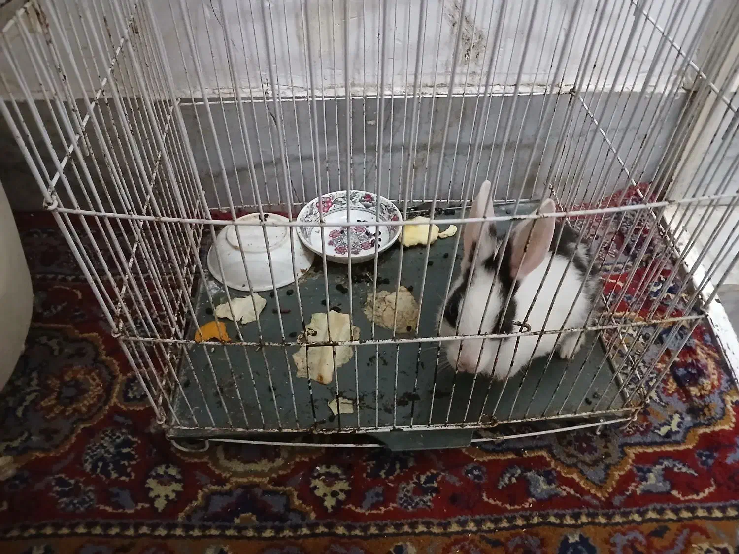 بچه خرگوش دوماهه|موش و خرگوش|گرگان, |دیوار