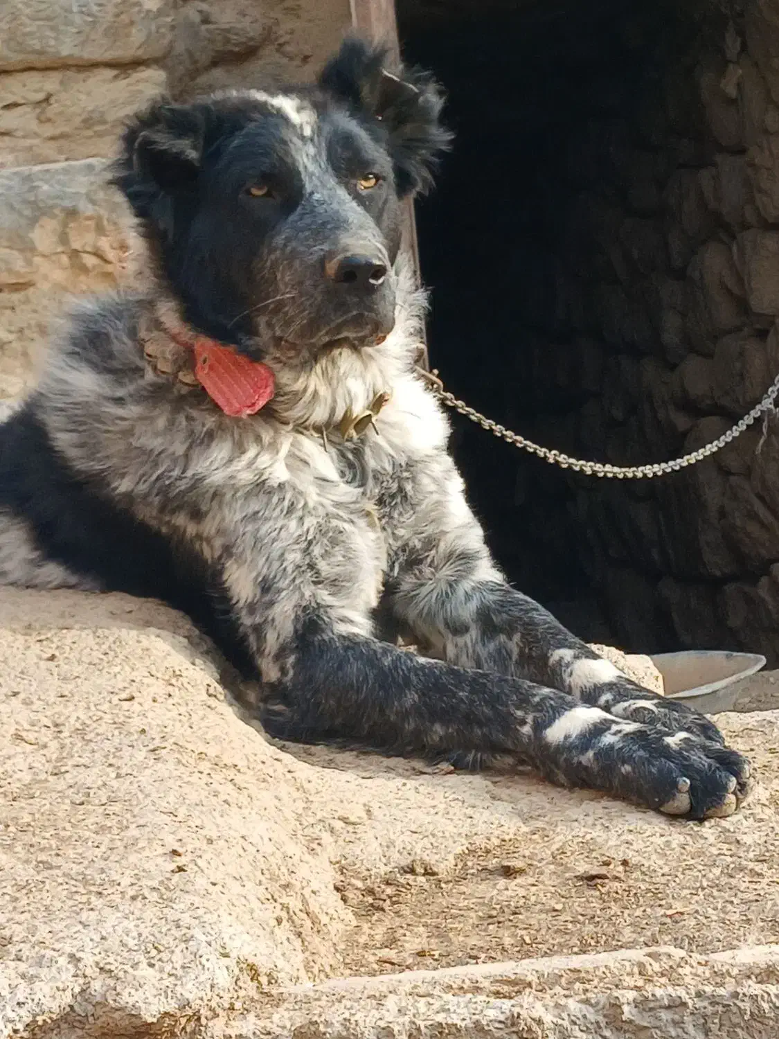 سگ نگهبان|سگ|داران, |دیوار