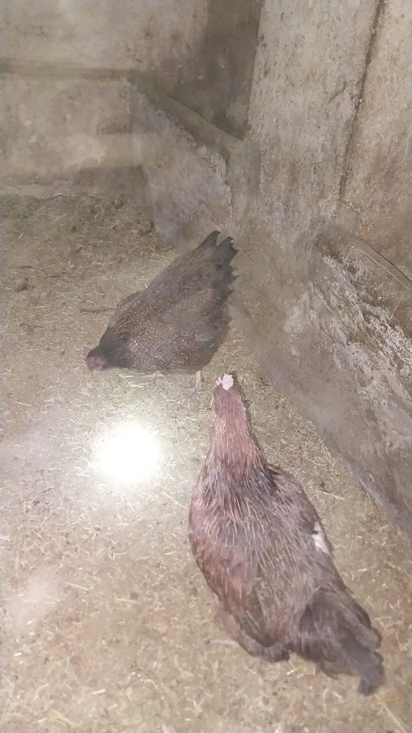 مرغ خروس|حیوانات مزرعه|قم, امامزاده ابراهیم|دیوار