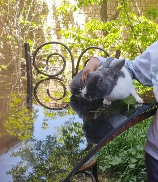 خرکوش|موش و خرگوش|تبریز, |دیوار