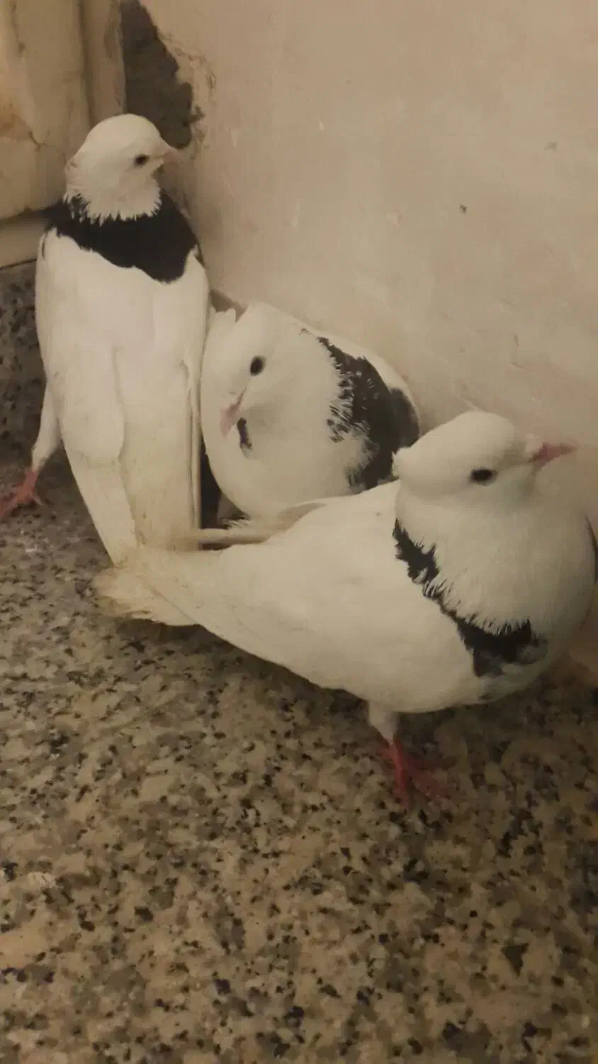 یکیش پاک دوتاش خطادار|حراج|یزد, |دیوار