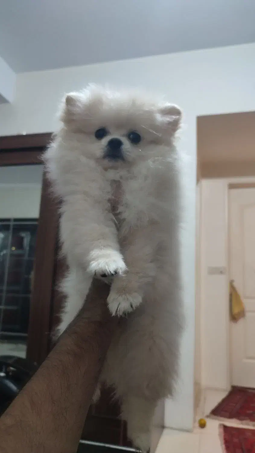 دوعدد پامر ماده|سگ|باغستان, |دیوار