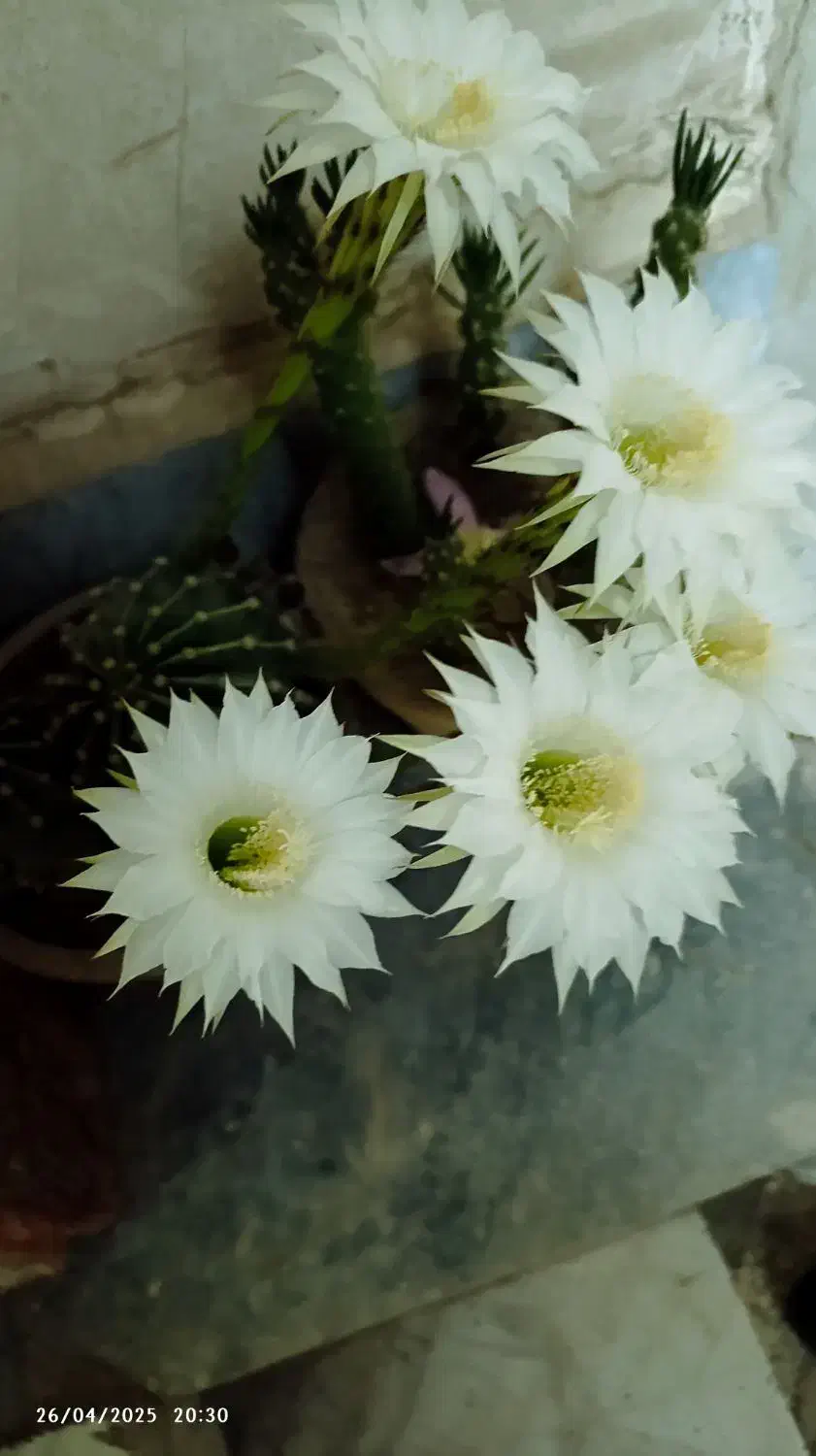 ضامن وام ازدواج|خدمات مالی، حسابداری، بیمه|سبزوار, جوادیه شرقی|دیوار