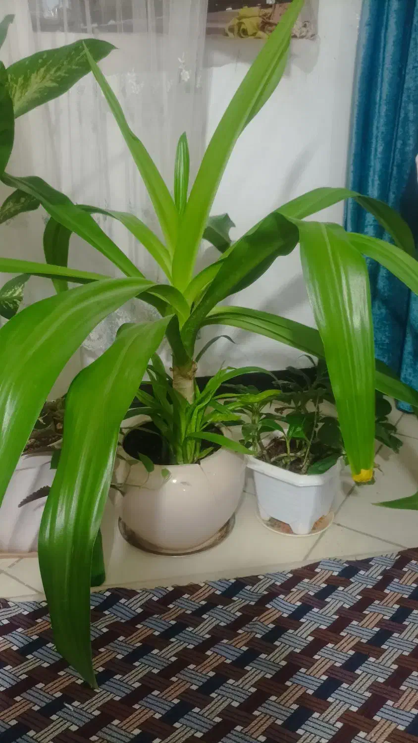 گل سوسن بزرگ|گل و گیاه طبیعی|قرچک, باقرآباد|دیوار