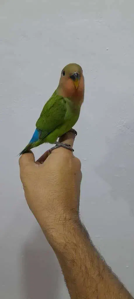 طوطی کوتوله برزیلی|پرنده|بندر انزلی, آذربایجان|دیوار