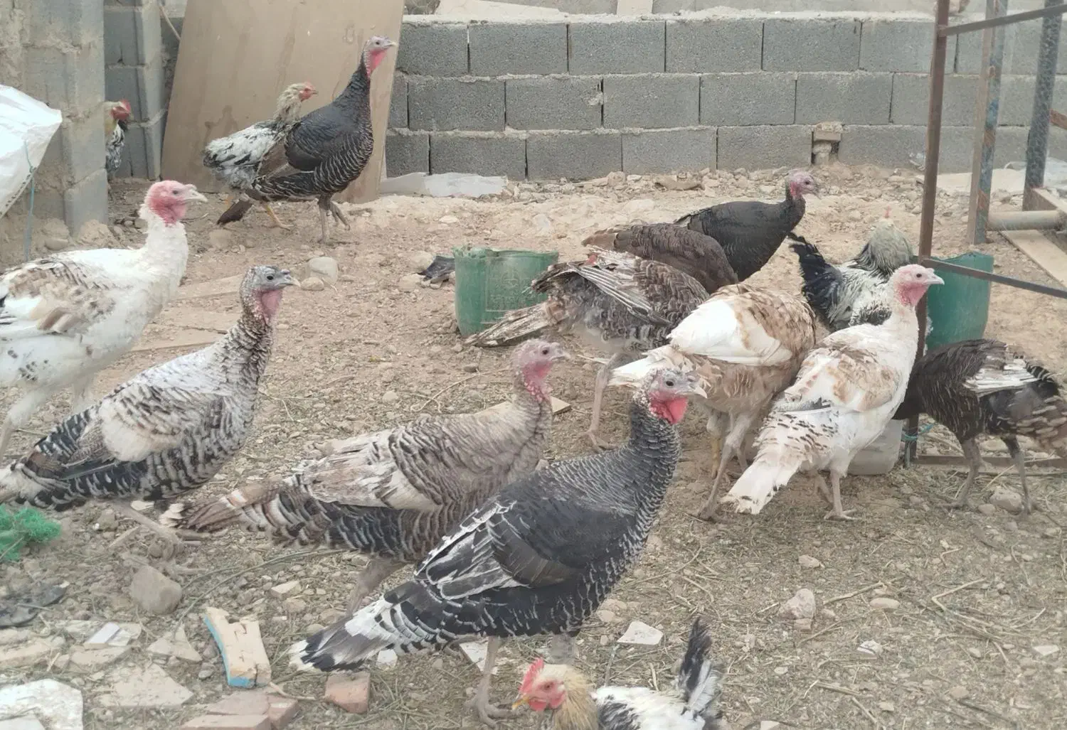 خروس و بوقلمون محلی جوان|حیوانات مزرعه|هشتگرد, ینگی امام|دیوار