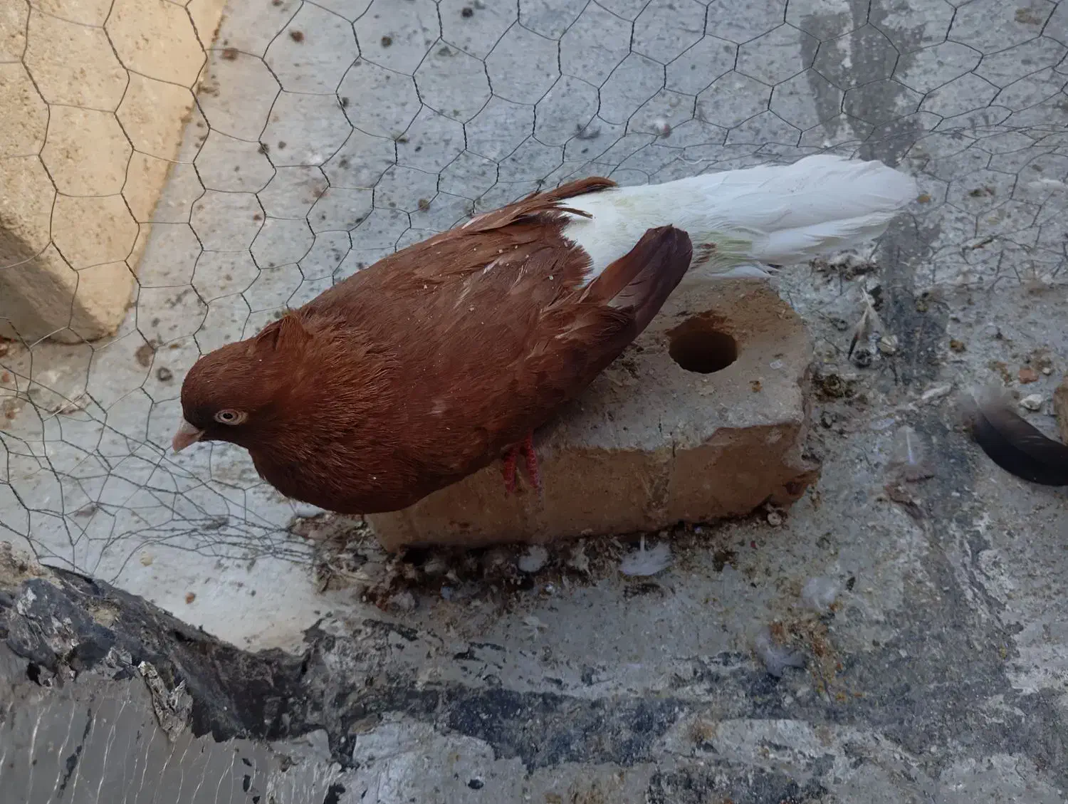 کبوتر|پرنده|گراش, |دیوار