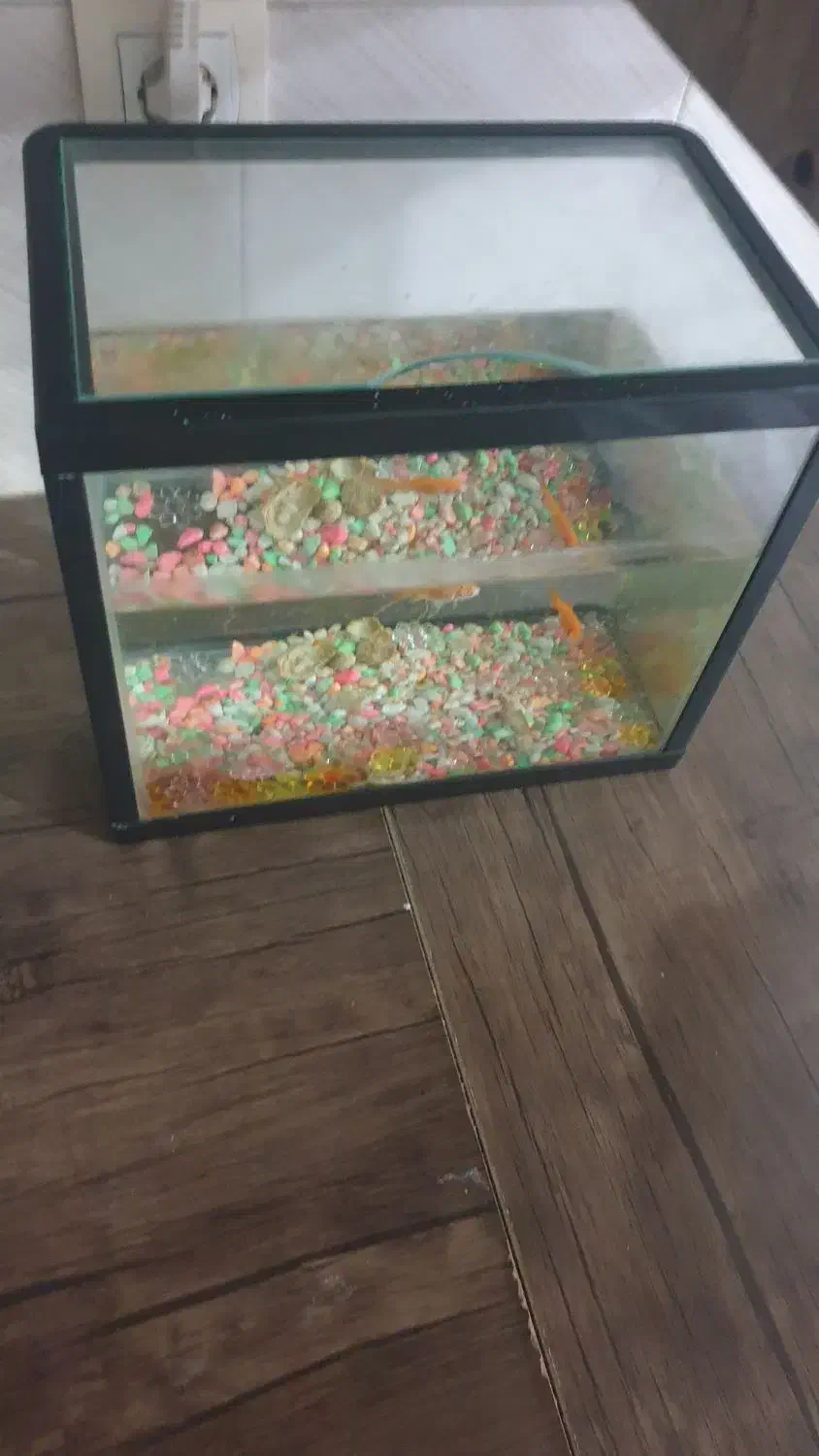 آکواریوم|ماهی|شیراز, احمدآباد|دیوار