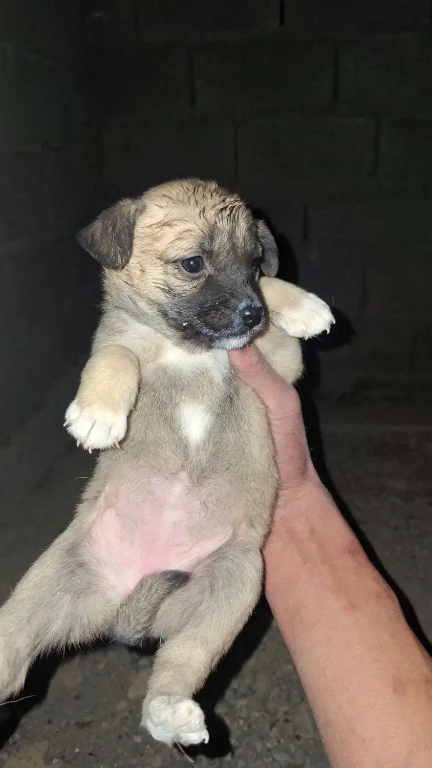 ماده اشپیتز|سگ|کرمانشاه, |دیوار