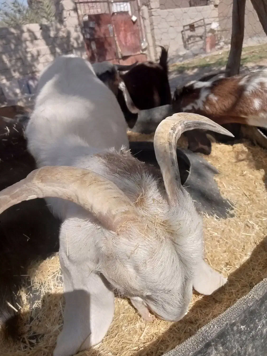 بزو تروشت|حیوانات مزرعه|خاش, |دیوار