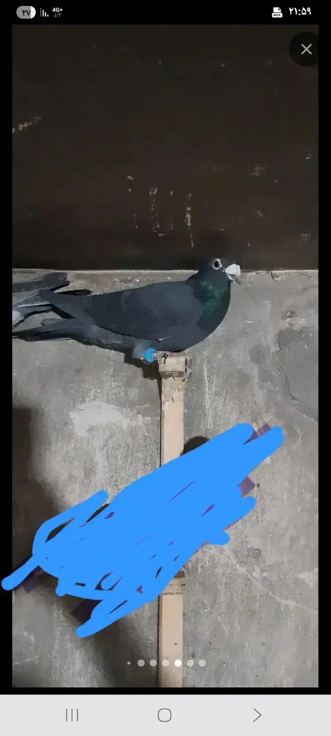 کفتر المانی|پرنده|فیروزکوه, |دیوار