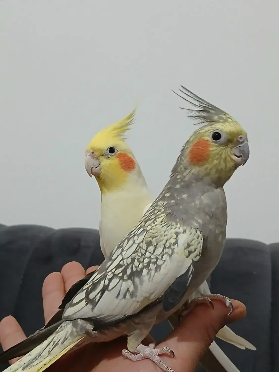 عروس هلندی|پرنده|رشت, جهاد|دیوار