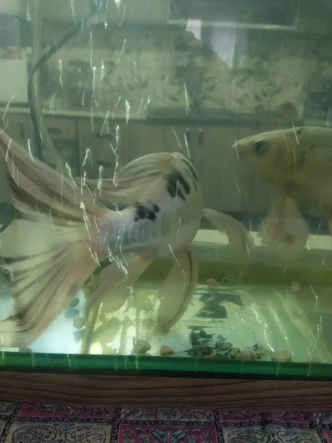 ماهی کوی|ماهی|اصفهان, شفق|دیوار