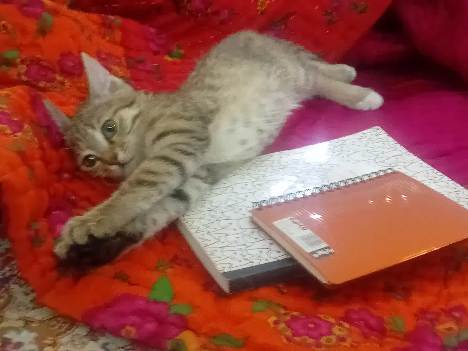 گربه|گربه|زنجان, |دیوار