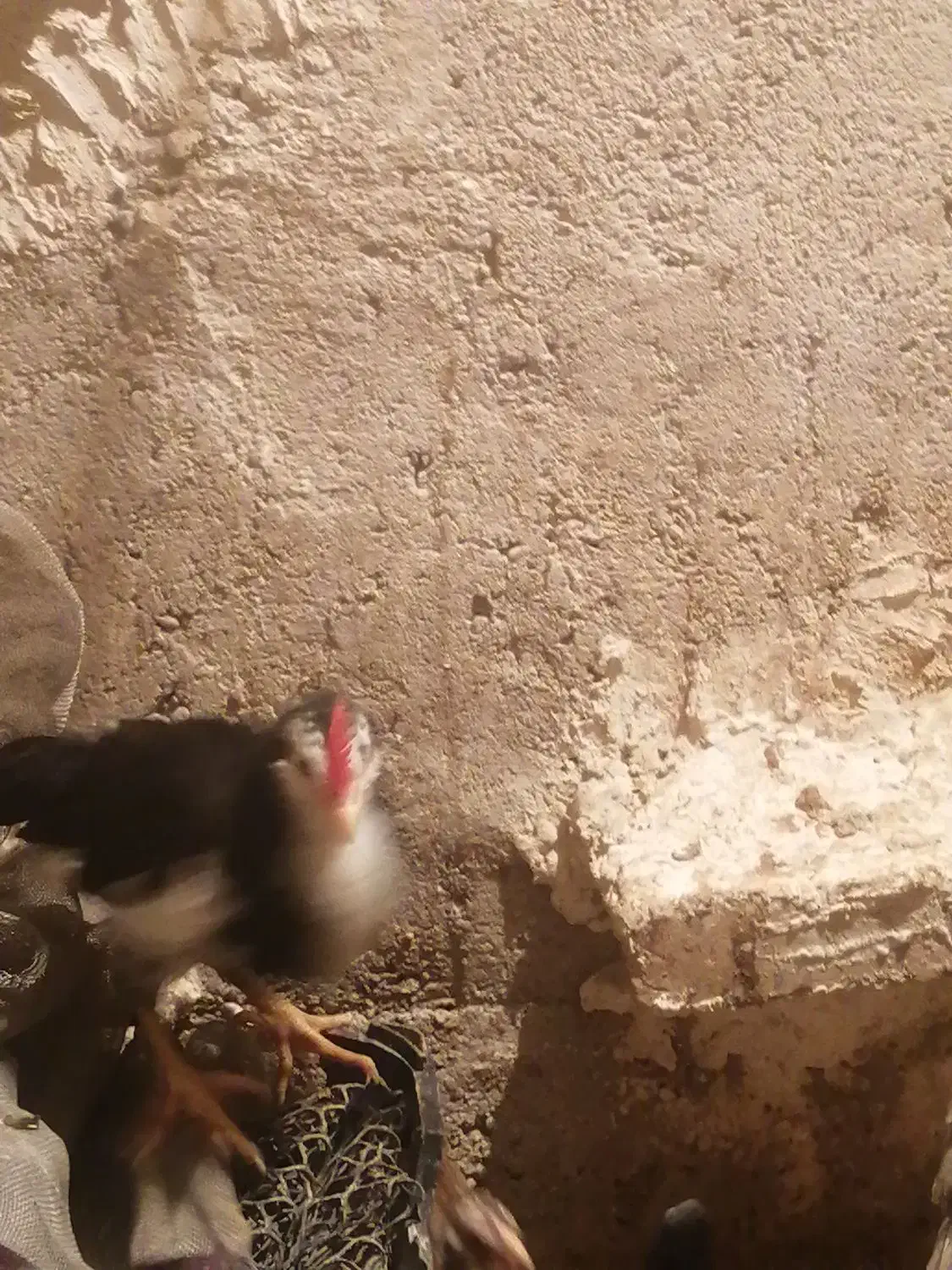 سلام خروس جوان گلین شهر ملاثانی|حیوانات مزرعه|باوی, |دیوار