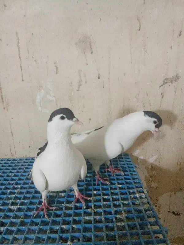 کفتر افغانی|پرنده|پاکدشت, حصار امیر|دیوار