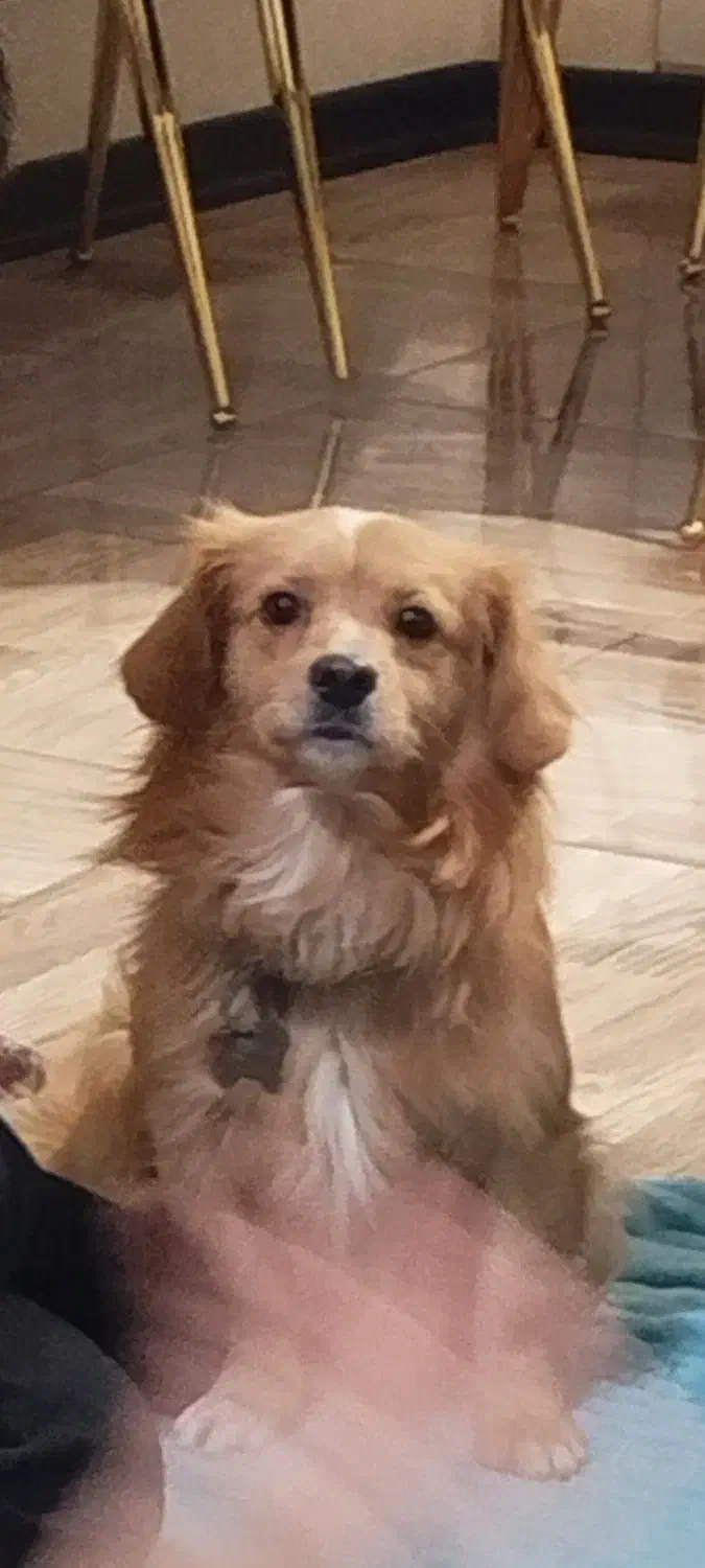 سگ گمشده|حیوانات|اصفهان, باغ دریاچه|دیوار